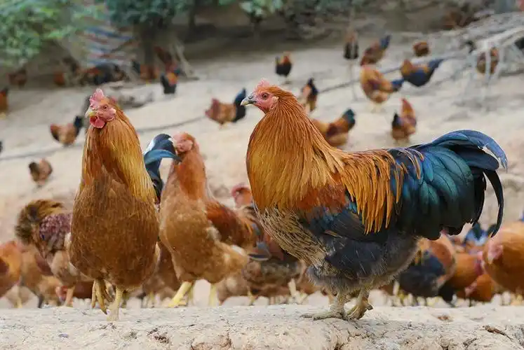 八角林下的美味八角香鸡