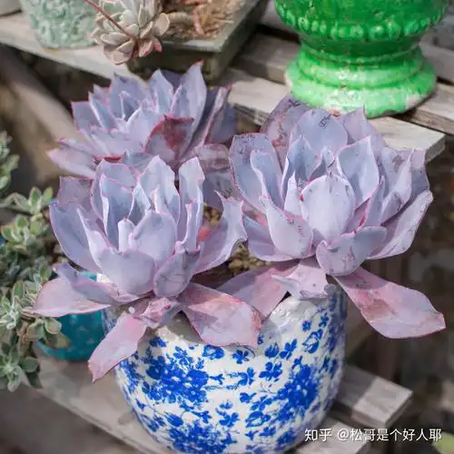 多肉三仙:晚霞echeveria afterglow - 知乎