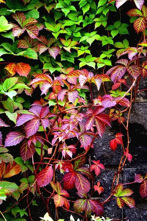苗圃销售攀援植物美国地锦爬山虎爬藤植物耐寒耐旱爬墙高手