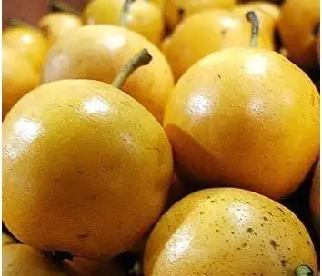 辽阳特产辽阳香水梨