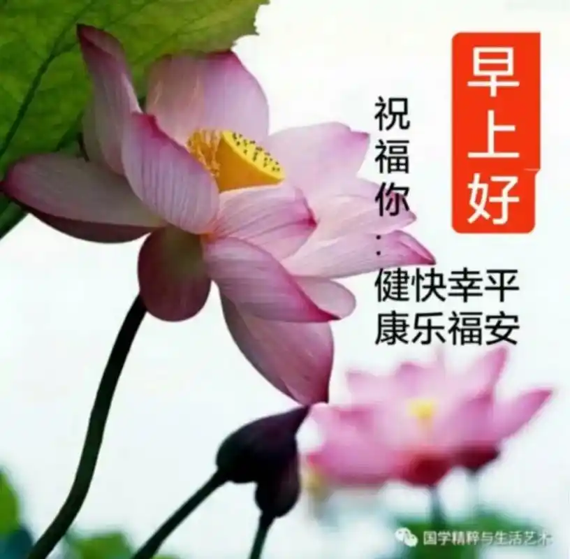 亲们早安吉祥 #赏花94听歌90荷花真美#荷花出淤泥而不染 - 抖音