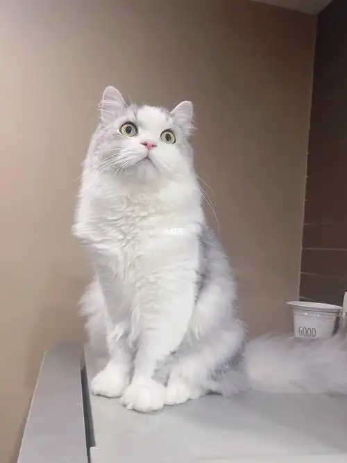 银白高地猫咪体重多少算正常