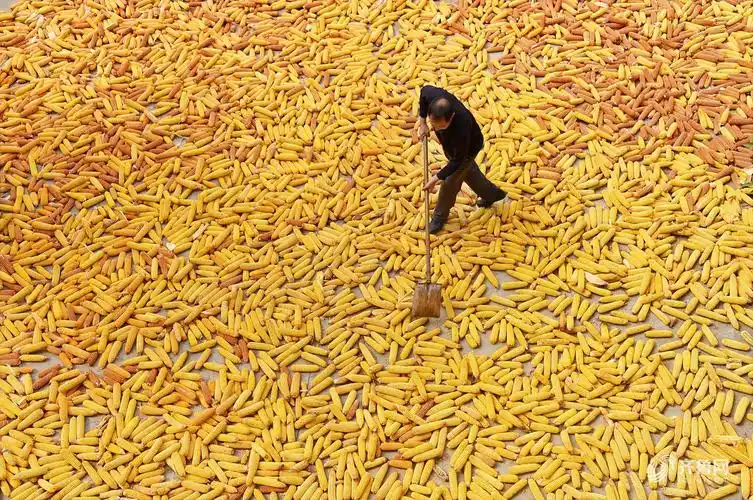 视觉中国)沂源县的早熟果品,玉米,谷子等作物陆续成熟,当地农民忙着