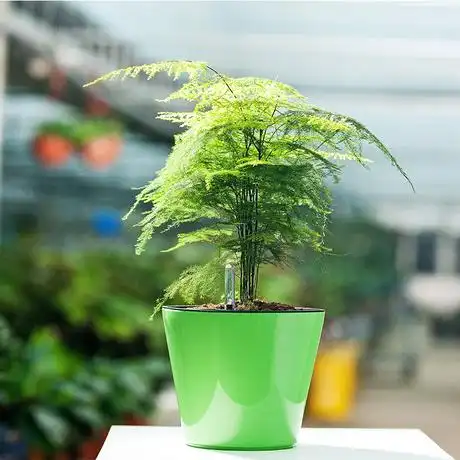 遇花园文竹盆栽带盆绿植盆景云竹室内植物办公室花草净化空气好养