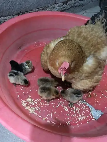 刘英小学205班黄冠杰.大家一起来孵小鸡