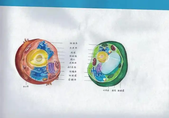 专业精美而且萌萌哒淮南二中2022届细胞结构手绘大赛优秀作品展