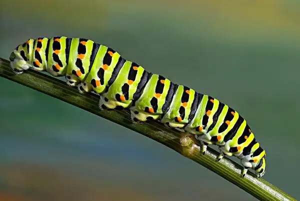 毛毛虫图片_毛毛虫图片大全_全景图片