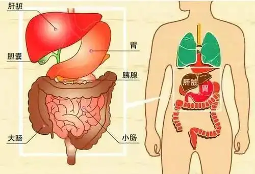 脾割了还有脾阴吗?现代对中医脾胃的质疑回答都在这了!(内