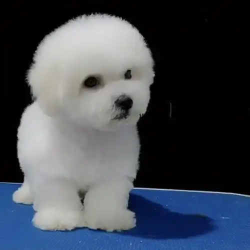 小型比熊纯种幼犬活体宠物犬双血统带证书可爱狗崽