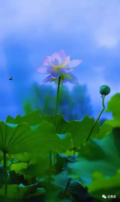 费县街拍记录真实费县---夏日莲荷,清爽淡雅