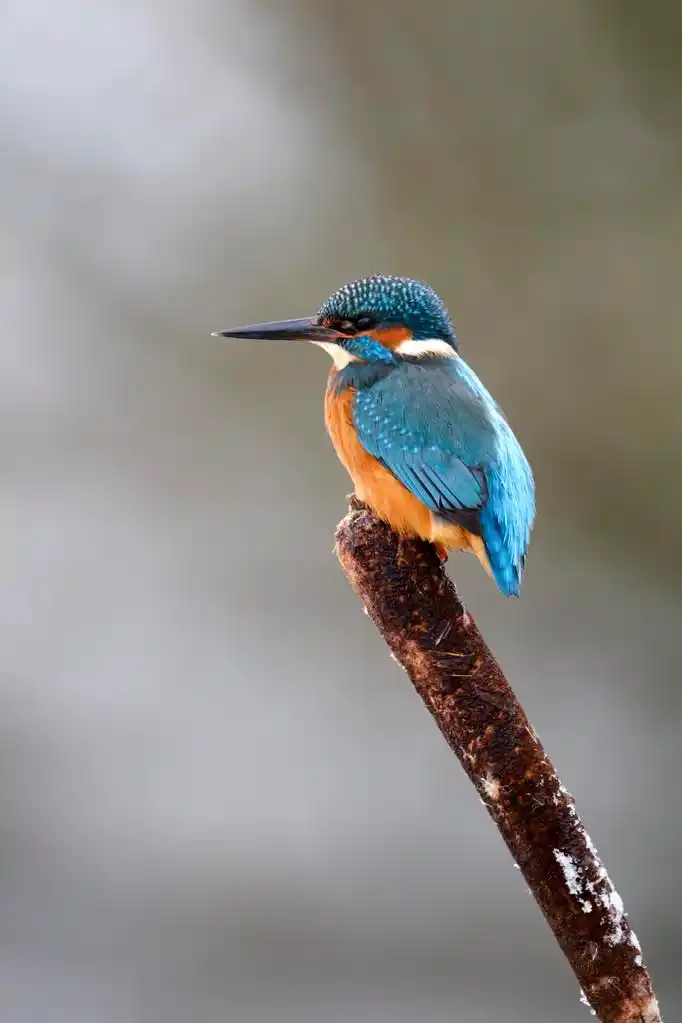 翠鸟翠鸟,翠鸟, 翠鸟, 单鸟在芦苇的头上中土,2010 年 12 月