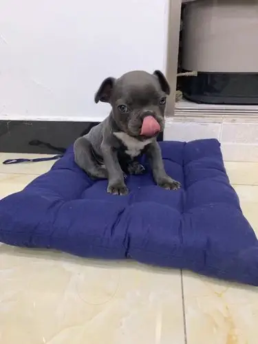 2个月法斗找新家寻个爱狗的主人