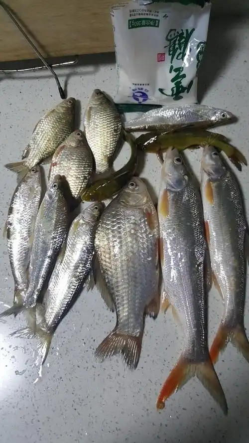 昨天鱼获,现在的餐条为什么变这么宽了?