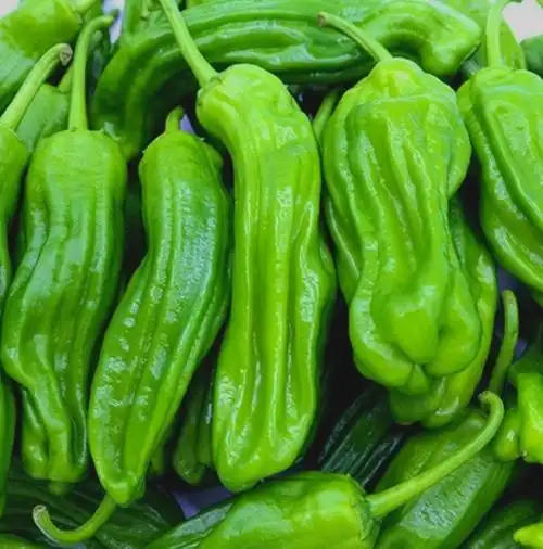 菜椒的功效与作用有哪些