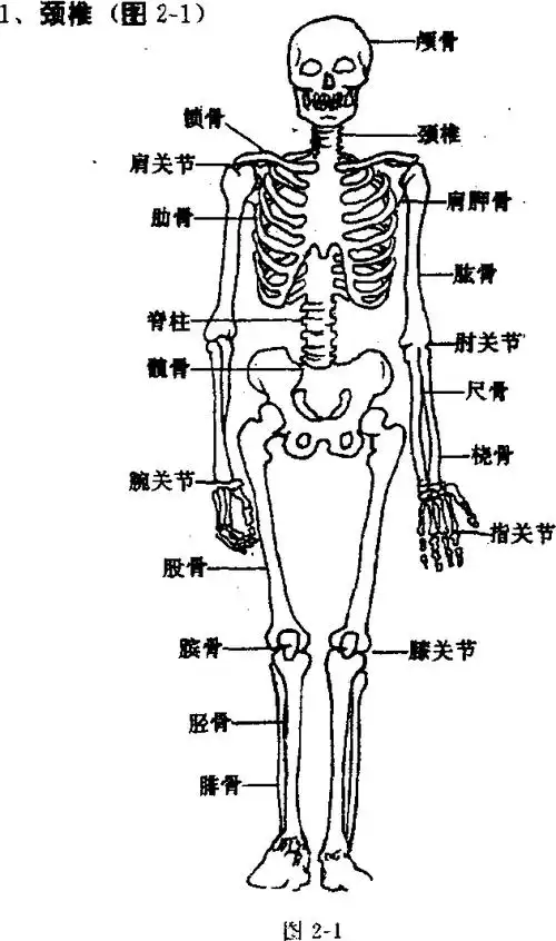 也是脊柱的j 部分"它由?坎颈椎骨组成,颈椎骨之间逋过椎间小关节面.