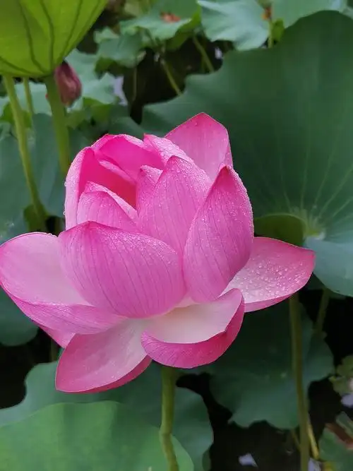 带着雨露的荷花,真的心醉