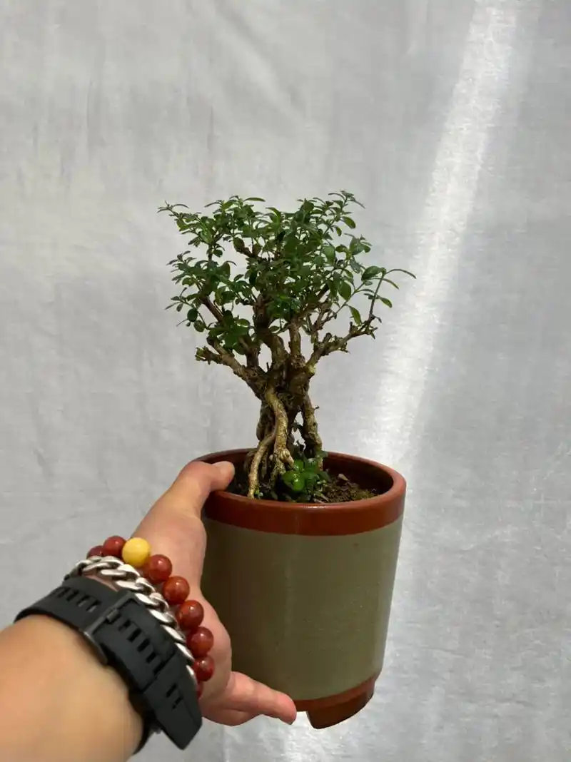 米叶白花重瓣老桩矮霸古树六月雪#微盆景 #一花一草一世界 # - 抖音