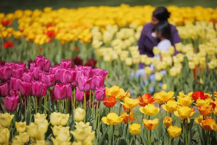 瑞士莫尔日举行郁金香节