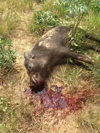 黄石山中200斤野猪欲伤人民警果断开枪当场击毙