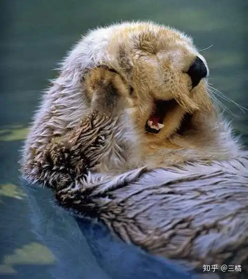 热爱擦香香的海獭haita