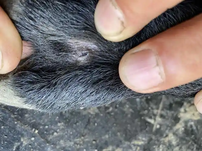 羊走路瘸发现羊蹄丫中间有个眼这是什么病呢