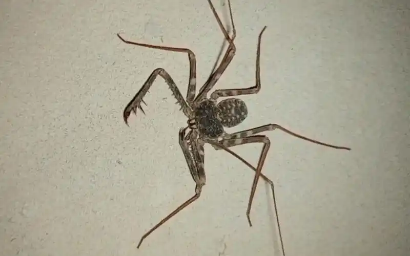 鞭蛛在非洲就像白额高脚一样多啊,非洲人又在家里发现了一只超大的