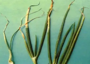 绿霸农药 说到做到