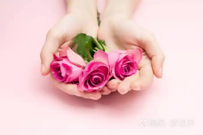 女人手拿粉红色背景的玫瑰花.纤细的手腕和自然的修指甲.