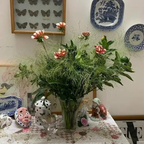 原来喷泉草非常百搭