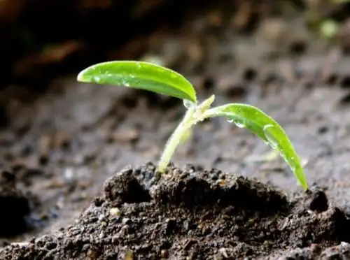 西红柿的成长过程