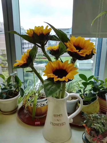 向日葵重瓣泰迪熊鲜切花水养高考毕业教师节客厅室内插花昆明直发