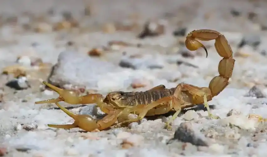 油炸蝎子(油炸蝎子有毒吗)-我的快乐小窝