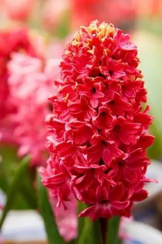 风信子6(红)-沐版植物百科全书-话本小说网