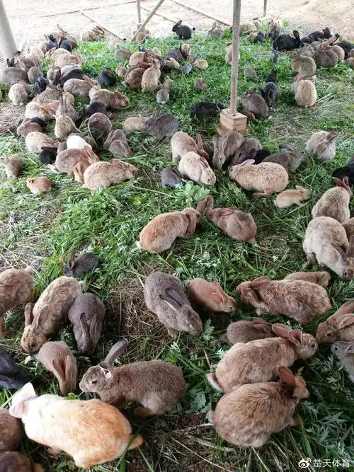 养兔基地