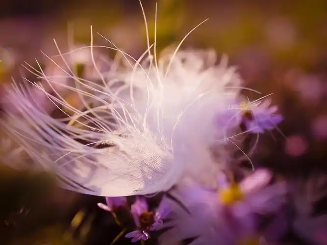 美丽的自然色羽毛-微距照片高清壁纸