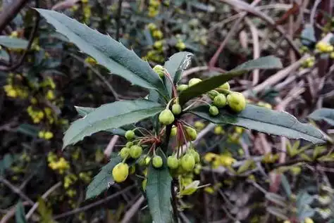 刺黄连树图片大全 - 搜狗图片搜索