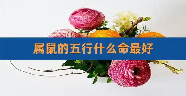 属鼠的五行什么命最好