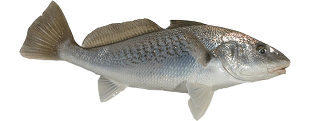 atlantic croaker