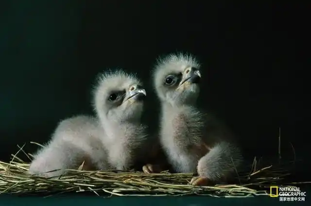 1992年11月刊中考天文深思,一对白头海雕幼崽在位于美国俄克拉荷马州