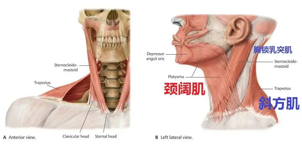 锁骨周围主要有哪些肌肉韧带附着周围有哪些血管神经引起斜颈的胸锁