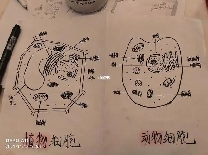 高一必修一动植物细胞图解