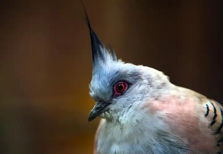 凤头的鸽,有羽冠的鸽子,俗称顶尖鸽