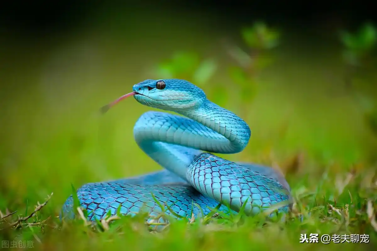 世界上最漂亮的毒蛇,虽然长相惊艳,却拥有罕见的特殊毒液