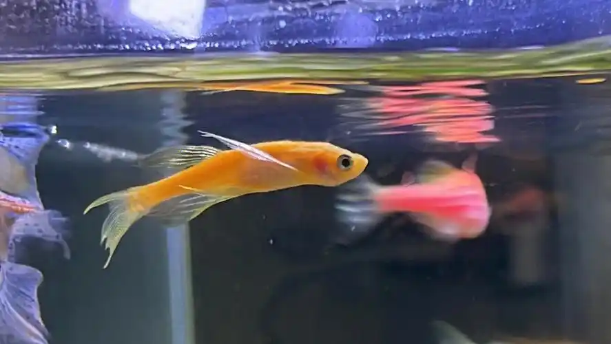 斑马鱼怎么了死了弯了瘦了