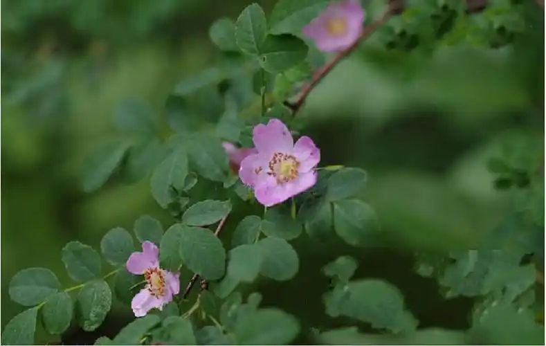 p>刺蔷薇(学名: i>rosa acicularis /i> lindl.