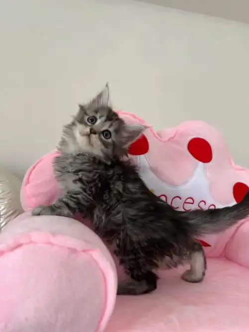 在广州;希望科学喂养 适龄绝育封窗#缅因猫  #蓝重点布偶