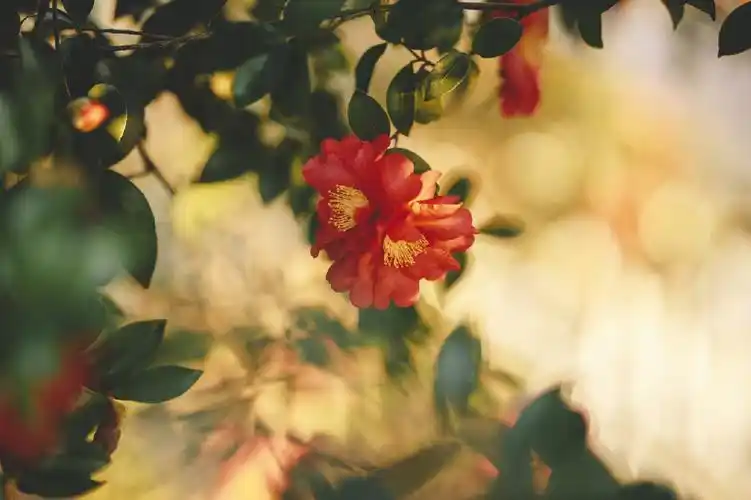 山茶花 - 堆糖,美图壁纸兴趣社区