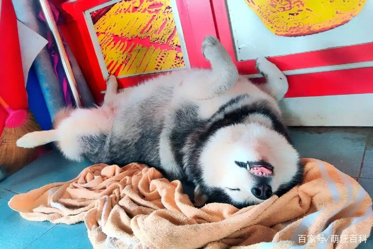 狗狗"四脚朝天"的睡觉姿势,背后隐藏了这几个小秘密