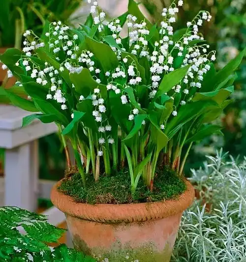 常见开白花的植物图片(大叶长茎开白花的植物图片)-花卉知识网