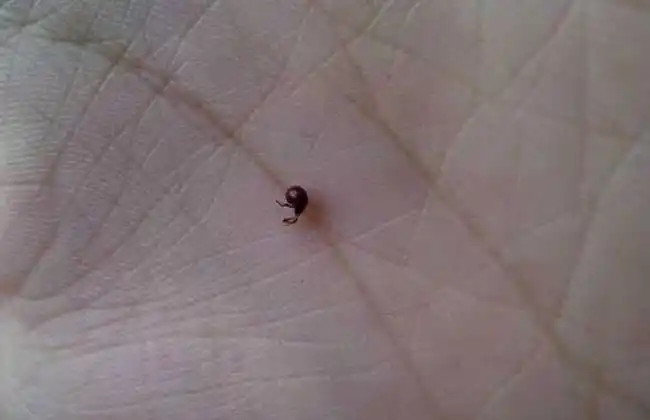 床上有跳蚤怎么办